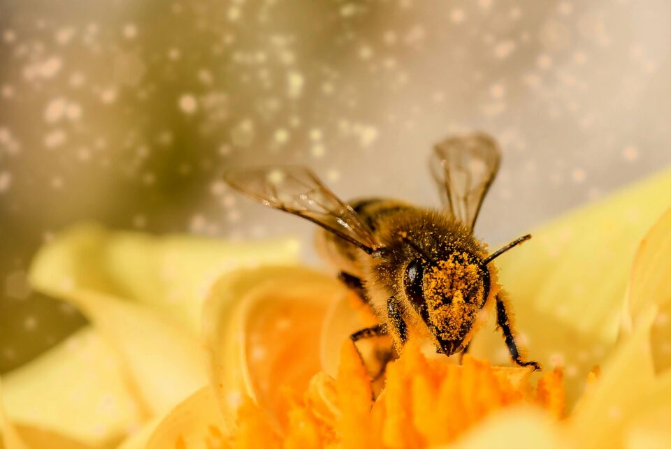 descubra a importância das abelhas
